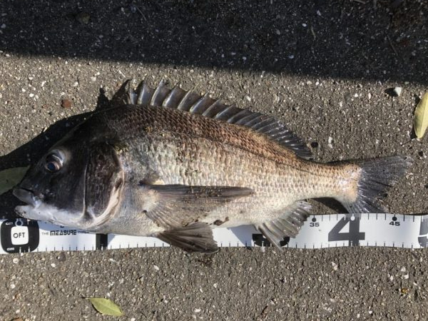 イチノ兄弟、釣果！