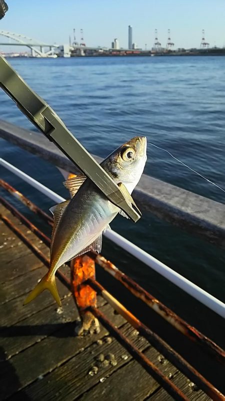 アジ釣り