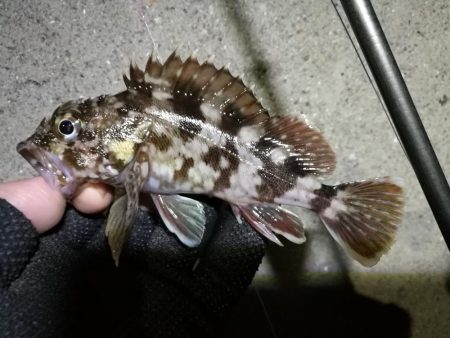 【釣り】南港へち釣行 （12/29 南港ヘチ釣り ガシラ、真鯛（チャリコ） 釣果有り）