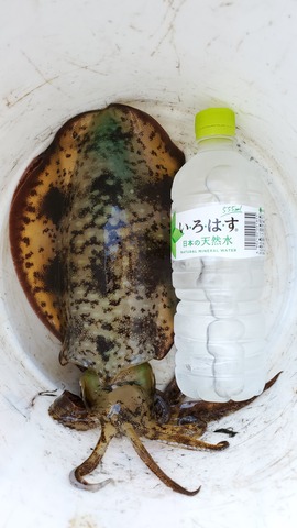 遊漁船　ニライカナイ 釣果