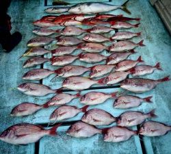 東京湾探釣隊ぼっち 釣果