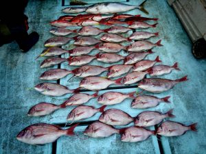 東京湾探釣隊ぼっち 釣果