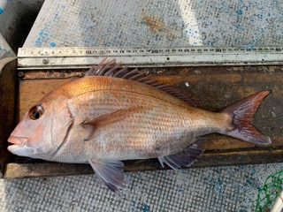 幸吉丸 釣果