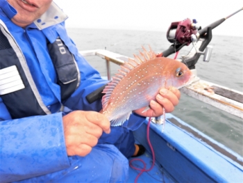 鯛紅丸 釣果