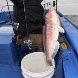 鯛紅丸 釣果