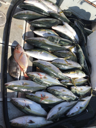 釣船 浦島太郎 釣果