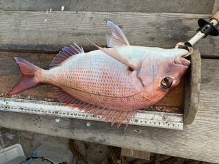 幸吉丸 釣果