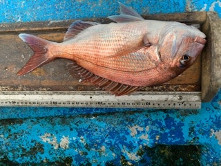 幸吉丸 釣果