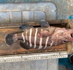 幸吉丸 釣果