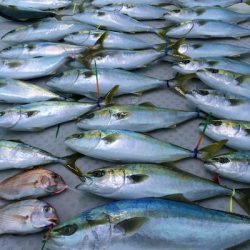 ミタチ丸 釣果