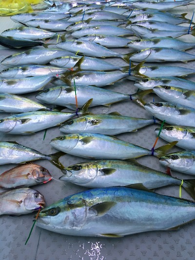 ミタチ丸 釣果