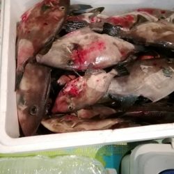 松福丸 釣果