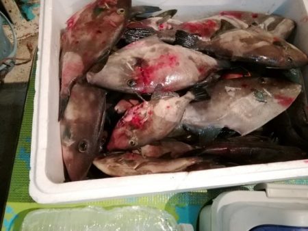 松福丸 釣果