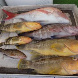 フィッシングボート空風（そらかぜ） 釣果