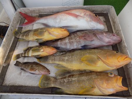 フィッシングボート空風（そらかぜ） 釣果