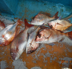 作十丸 釣果