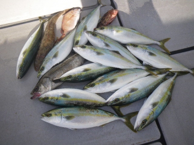 磯部釣船 直栄丸 釣果