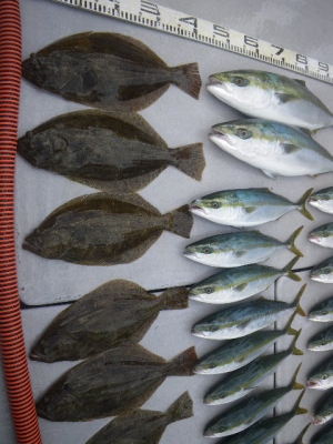 磯部釣船 直栄丸 釣果