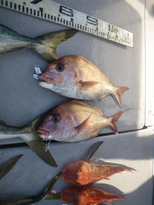 磯部釣船 直栄丸 釣果