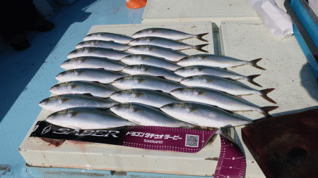 はらまる 釣果