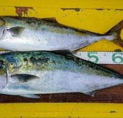 火遠理丸（ほおりまる） 釣果