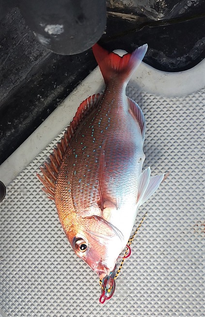 めだか屋 釣果