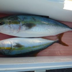 浅間丸 釣果