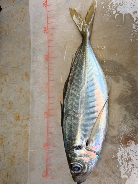 宝昌丸 釣果