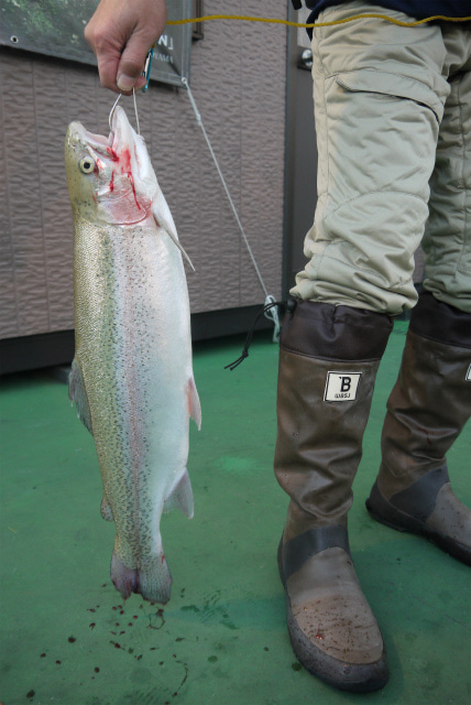 としまえんフィッシングエリア 釣果