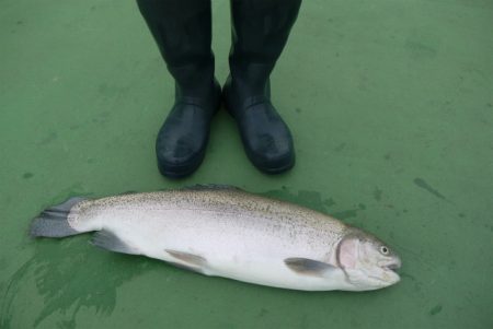 としまえんフィッシングエリア 釣果