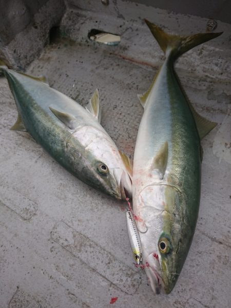 ありもと丸 釣果