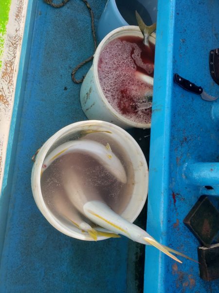 丸万釣船 釣果