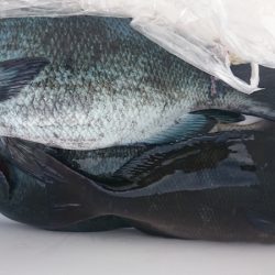 しば渡船 釣果