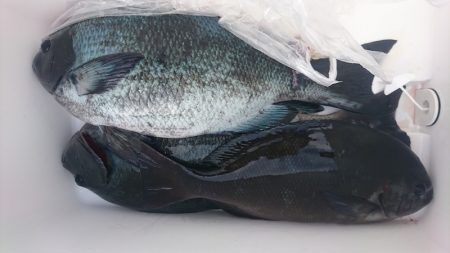 しば渡船 釣果