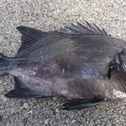 しば渡船 釣果