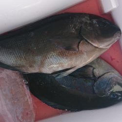 しば渡船 釣果