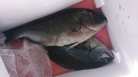 しば渡船 釣果