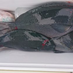 しば渡船 釣果