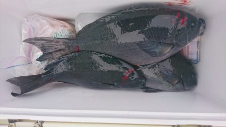 しば渡船 釣果