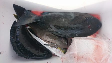 しば渡船 釣果