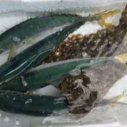 力漁丸 釣果