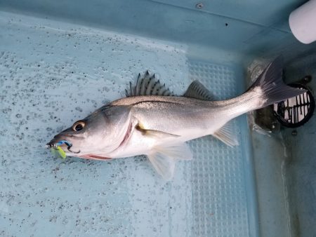 アマテラス 釣果