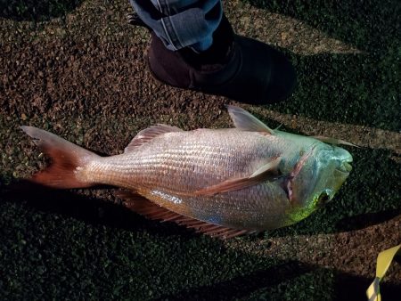 富士丸 釣果