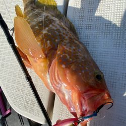 「LaGooN」蒼陽丸 日和号　 釣果