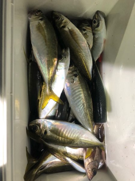 ヤザワ渡船 釣果