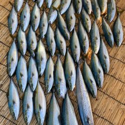 釣人家 釣果