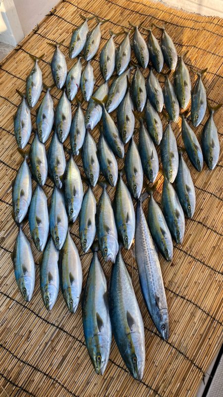 釣人家 釣果