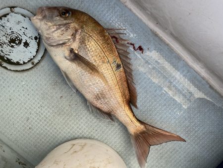 千尋丸 釣果