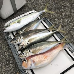 もと明丸 釣果