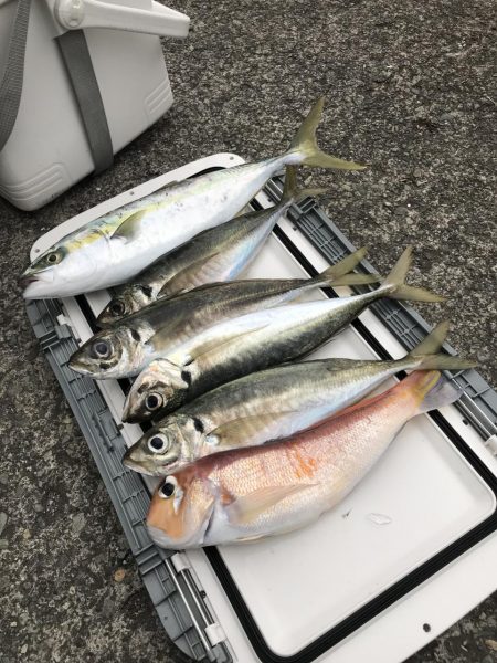 もと明丸 釣果